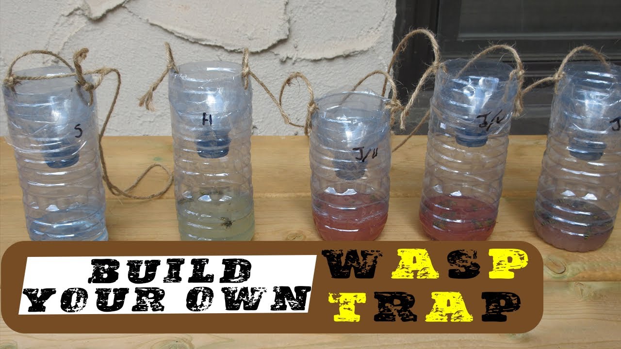 wasp trap homemade