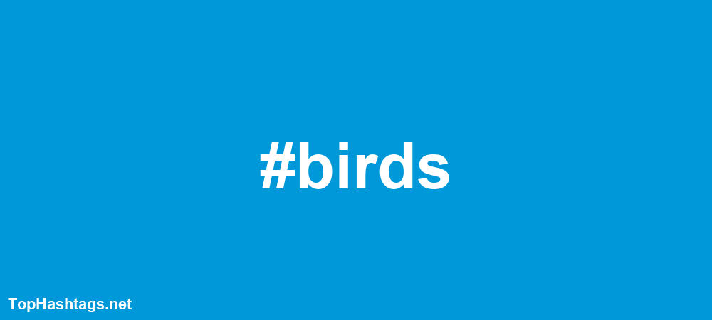 bird hashtags for instagram