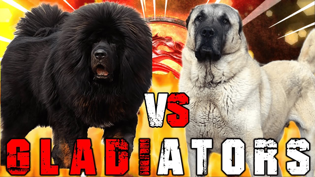 mastiff vs kangal