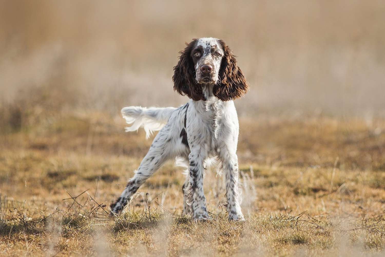 english springer spaniel pictures