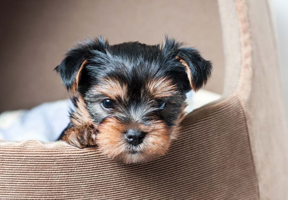 yorkshire terriers for sale