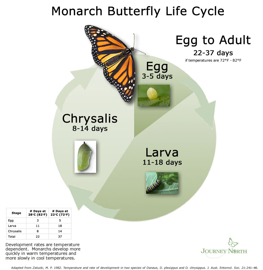 journey north monarch