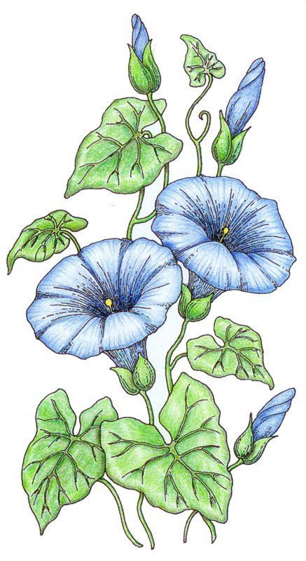 morning glory flower drawing