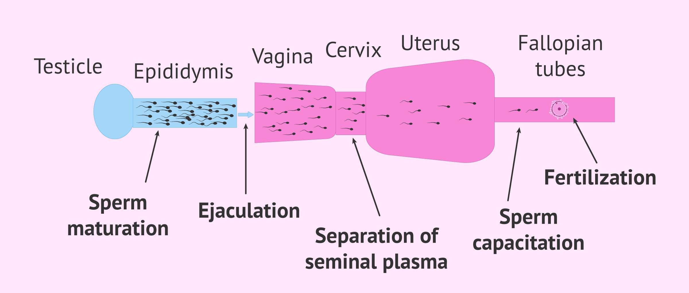 sperm capacitation