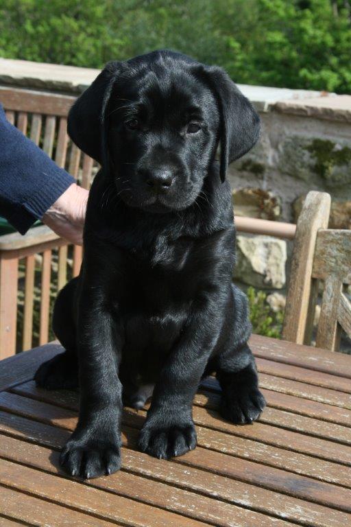 labrador puppy breeders