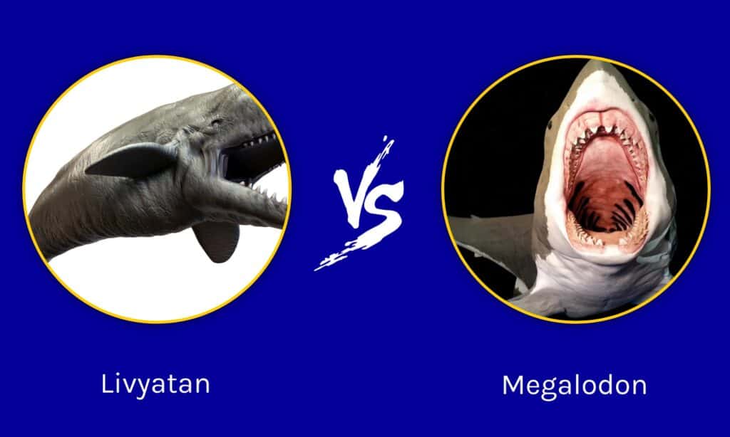 livyatan melvillei vs megalodon