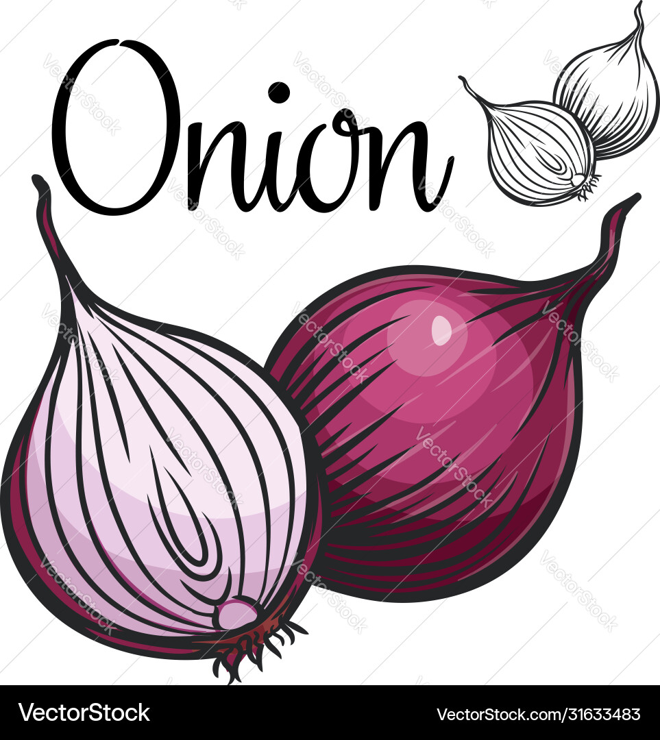 onion drawing images