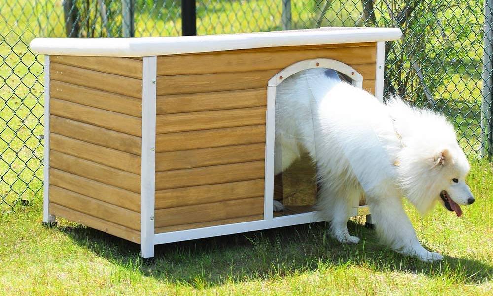 best dog house for large dogs