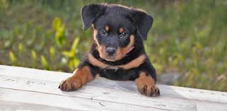 puppy rottweiler for sale