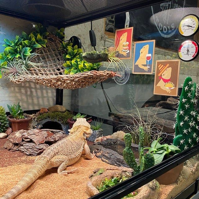 cage setup for bearded dragon