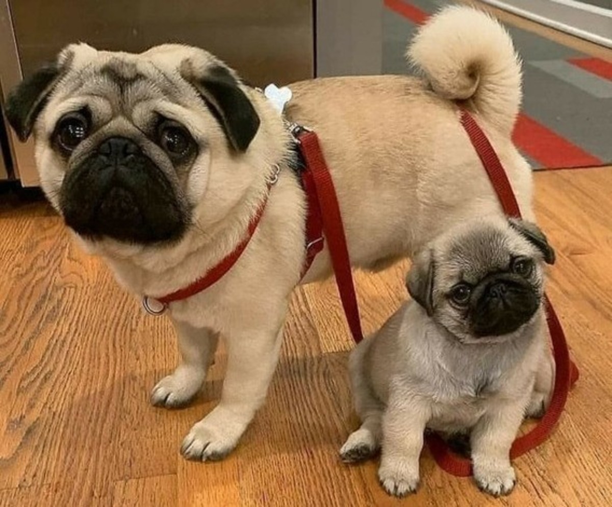 perros pug bebes precio