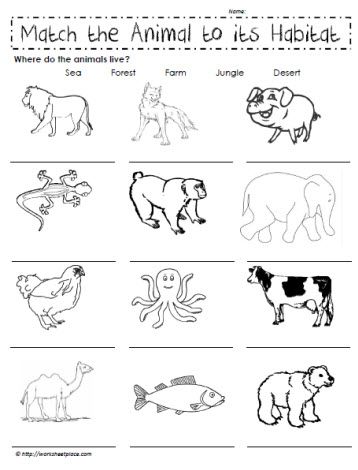 habitat animals worksheet