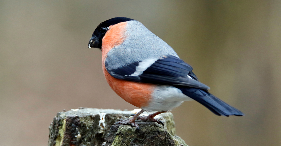 wild bird store hereford