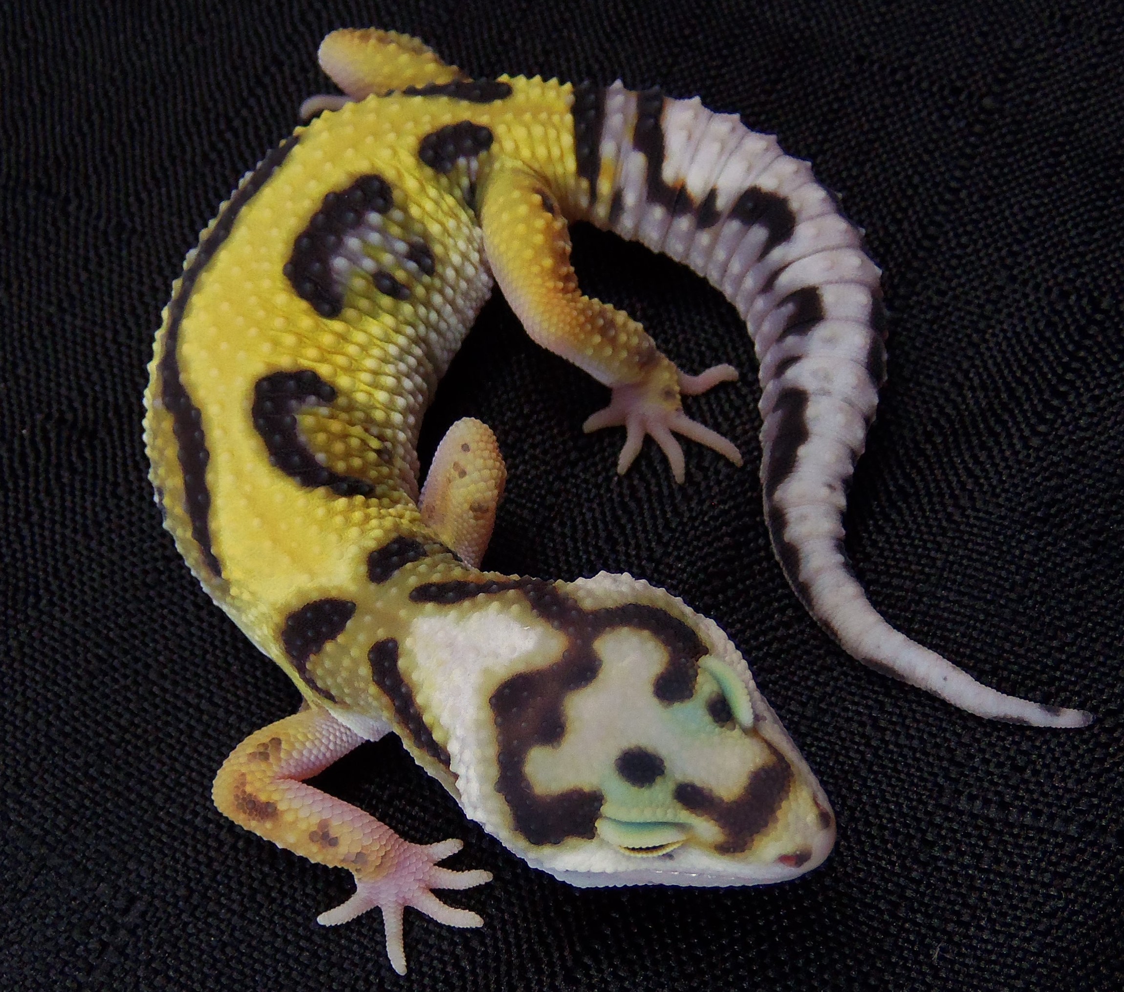 bandit leopard gecko