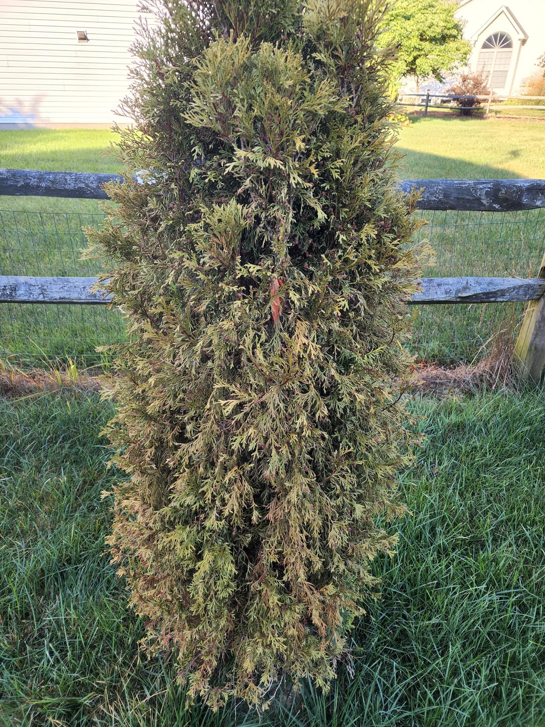 green giant arborvitae turning brown