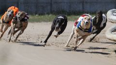 sportinglife greyhound results