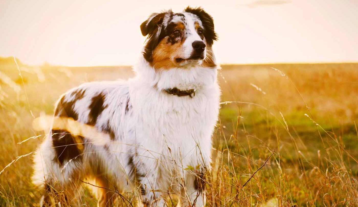 australian shepherd puppies for sale