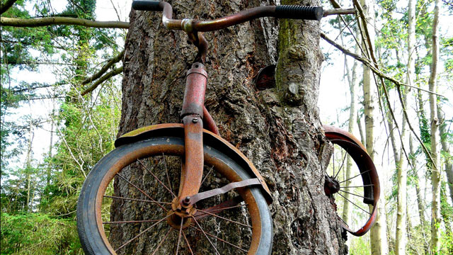 vashon bicycle tree