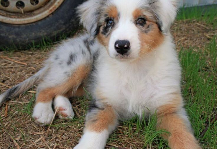 mixed breed australian shepherd