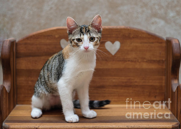 calico tabby cat mix