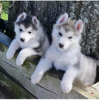 siberian husky puppies for sale nsw