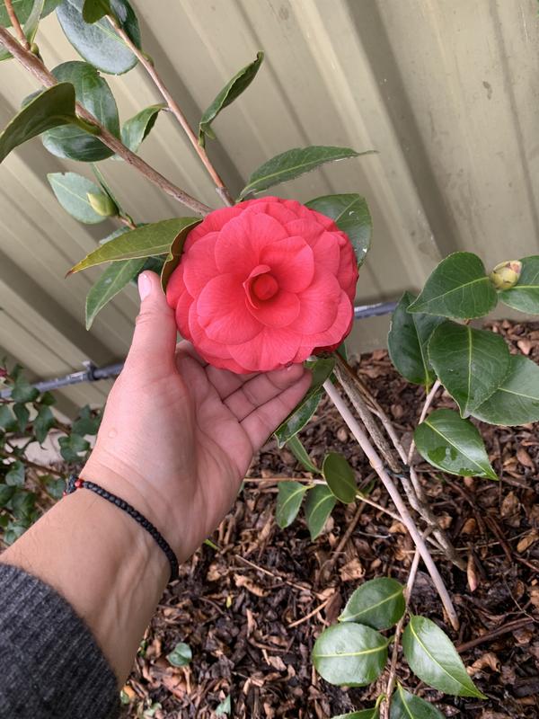 bunnings camellia