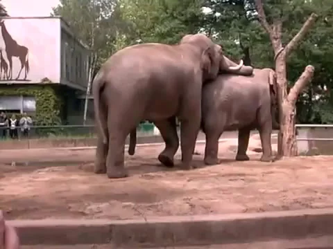 porn hub elephant