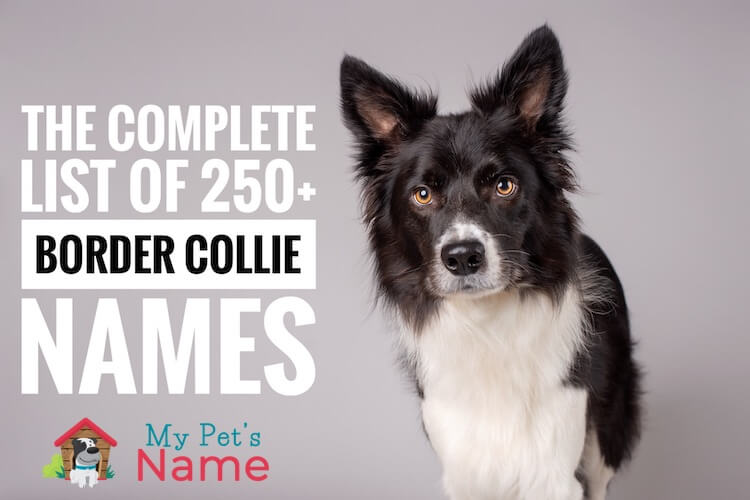 female border collie names