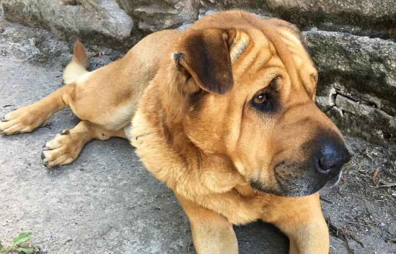 shar pei mix breeds