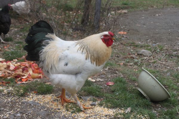 free chickens near me craigslist