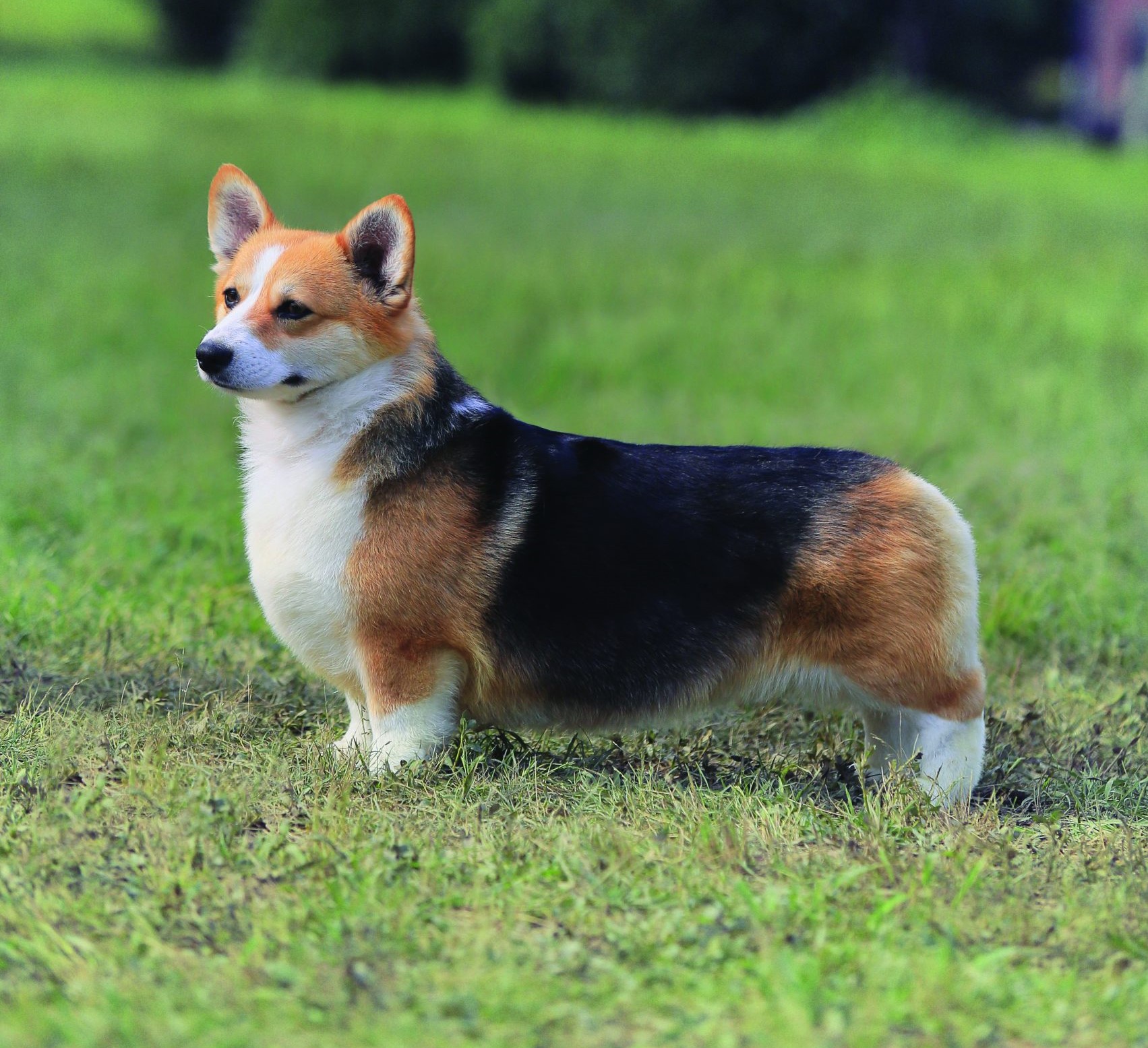 pembroke welsh corgi puppies for sale