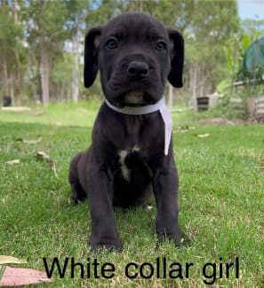 puppies for sale clarence valley