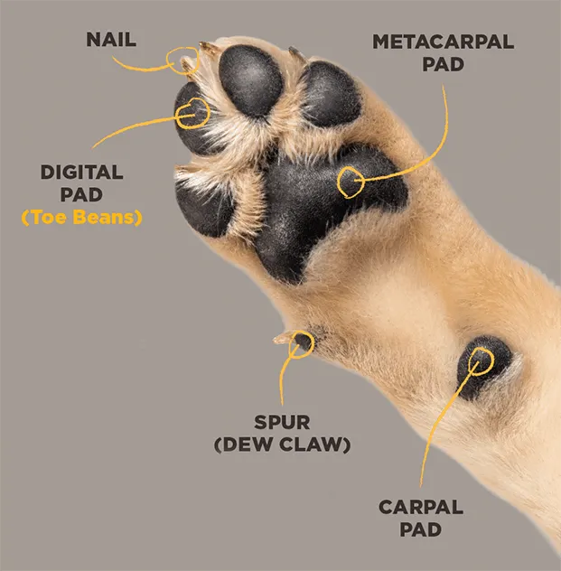 anatomy of a dogs paw