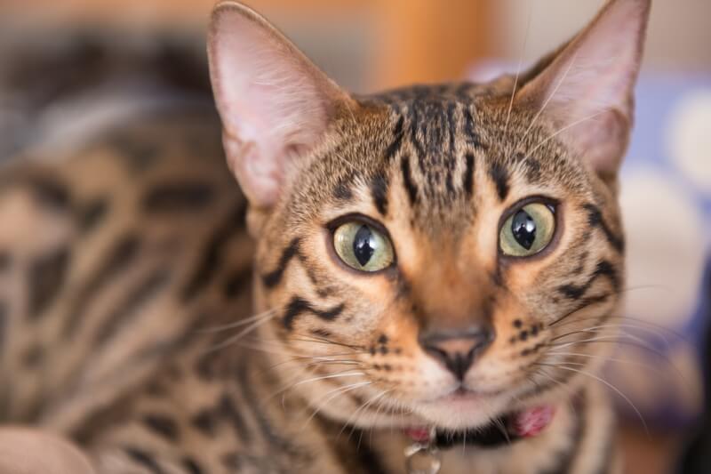 pics of a bengal cat