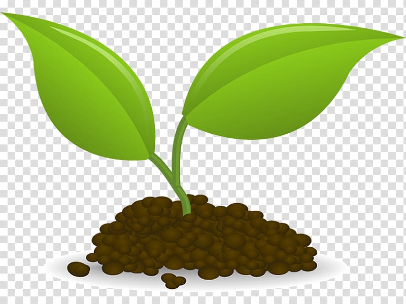 seedling clipart