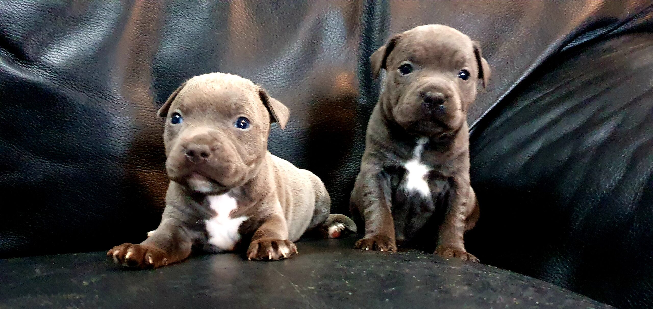 blue staffordshire bull terrier puppies for sale