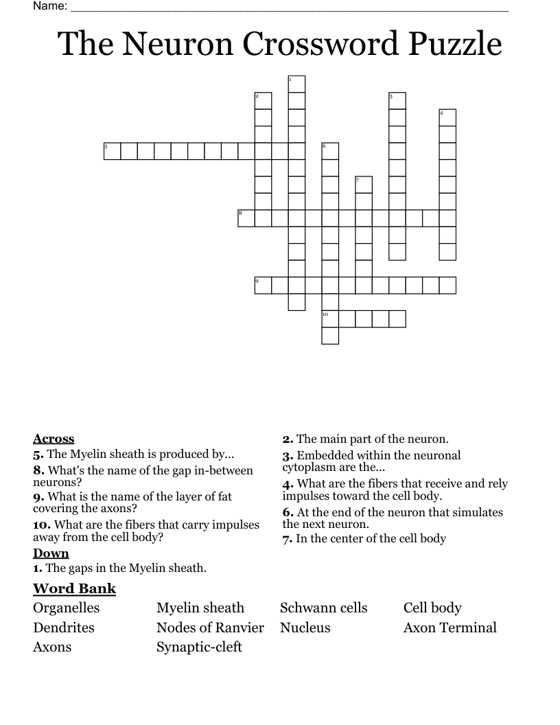 nerve network crossword clue