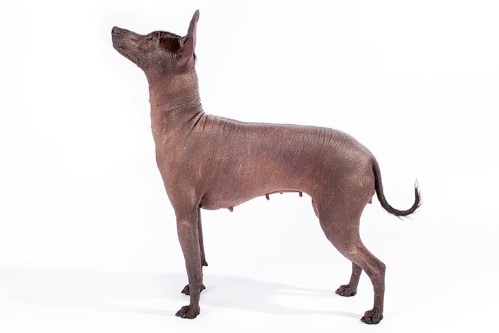 hairless xolo