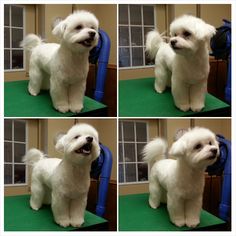 maltipoo haircut ideas