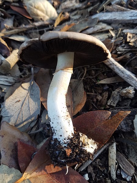 mushroom observer