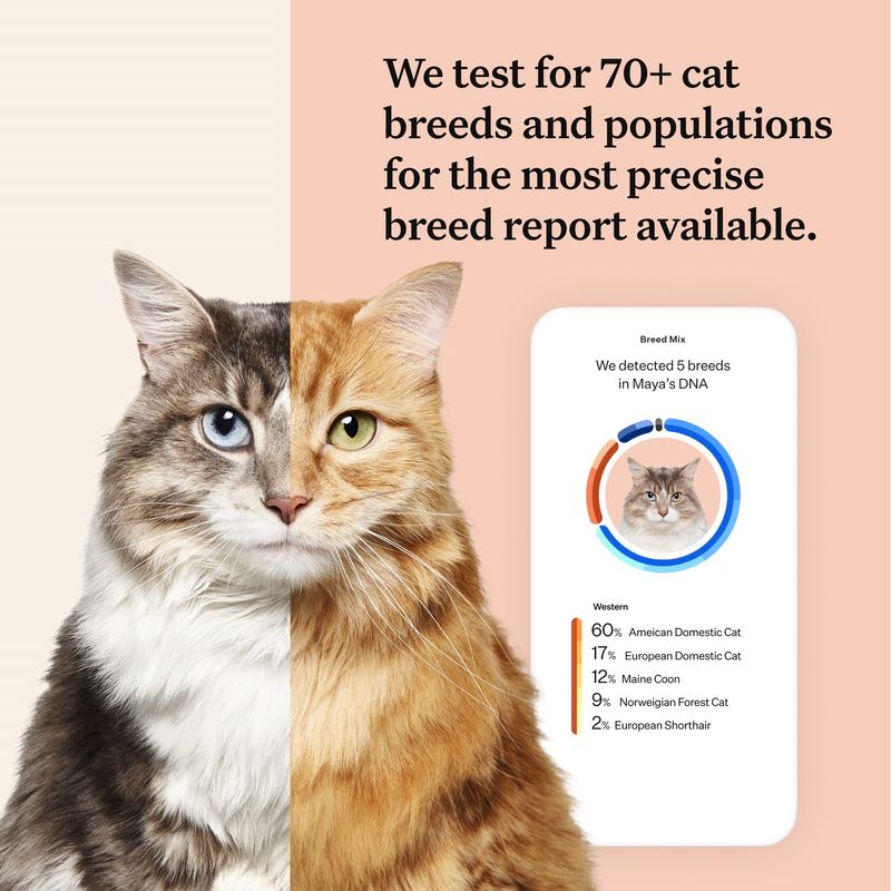 cat breed dna test uk