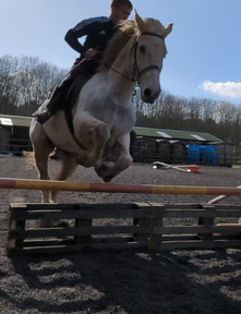 horses for sale stoke on trent