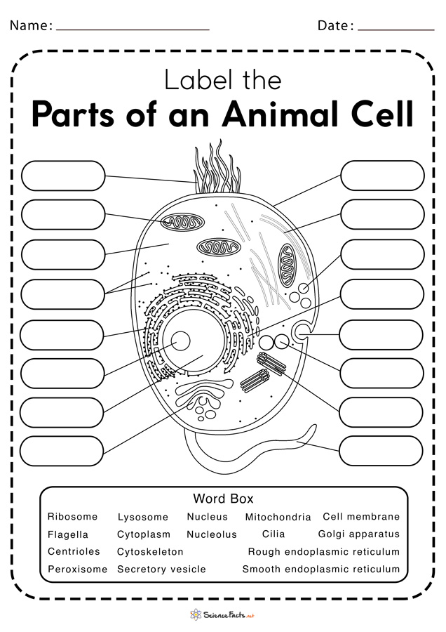 cell labeling worksheet answers