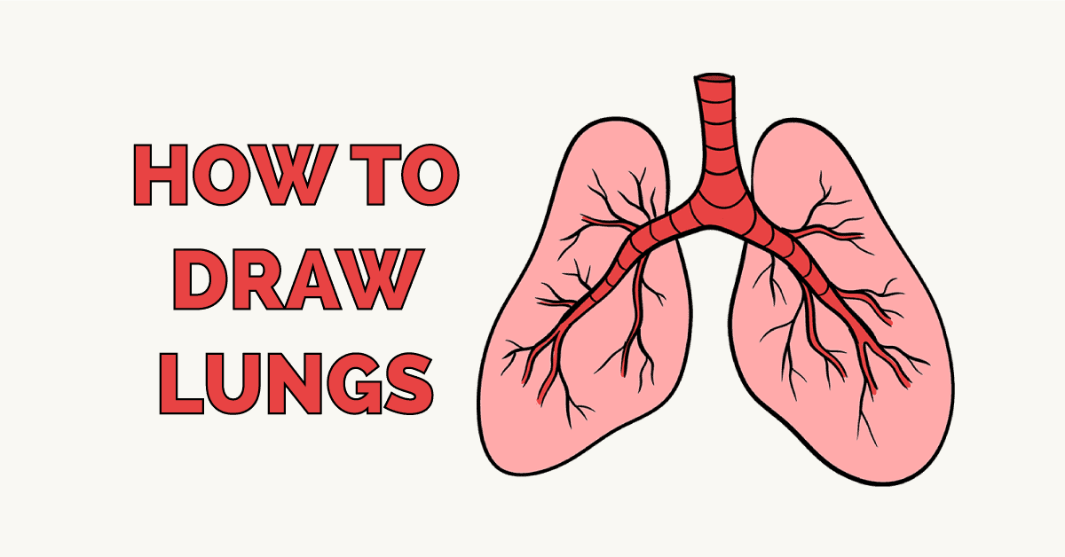 drawing of lungs