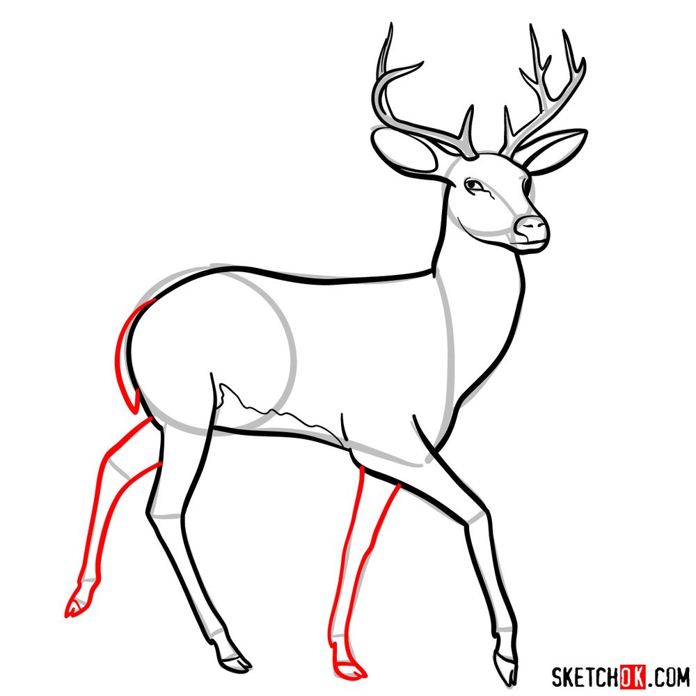 how to draw a deer