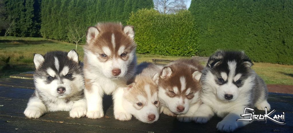 husky siberiano precio