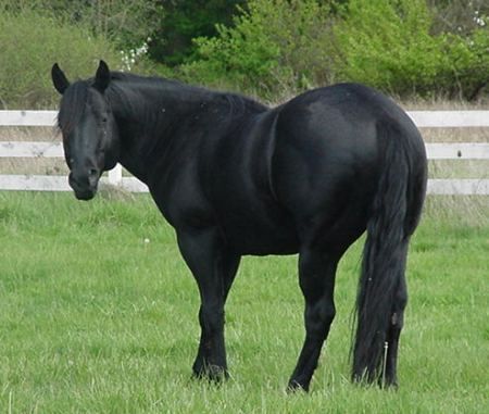 black quarter horse