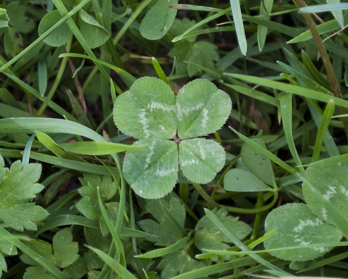 four leaf clover images