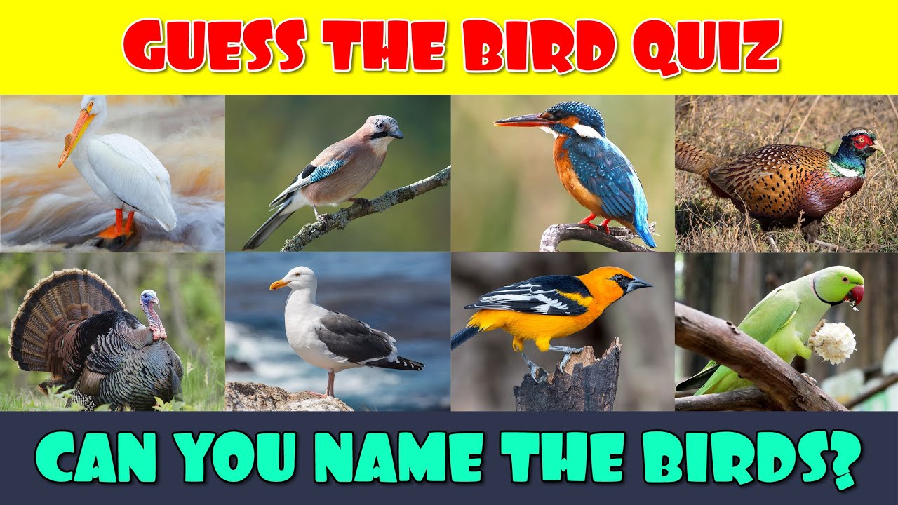 bird guessing game