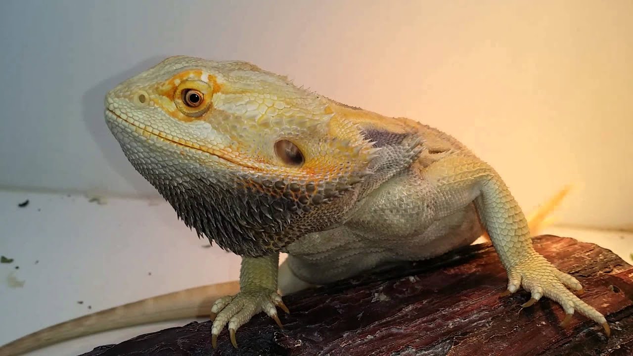 bearded dragon dark beard